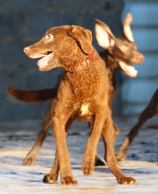 Чесапик-бей-ретривер